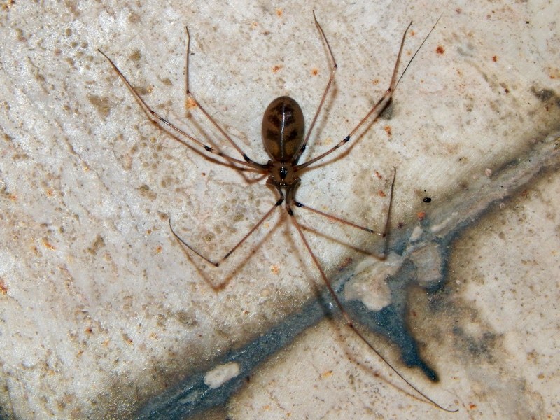 Pholcus phalangioides - Marcelli di Numana (AN)